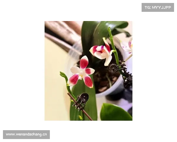 上海一小姐姐养的蝴蝶兰，因“开花太丑”走红，网友：就是一盘菜